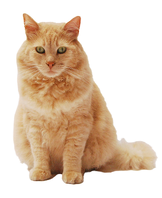 chineseruralcat