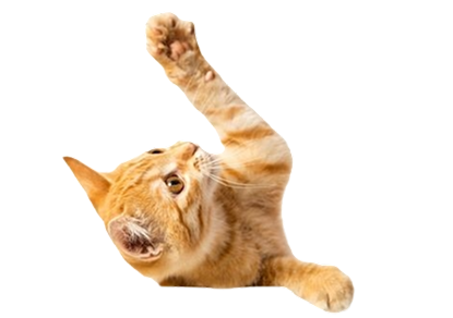 Cat 2