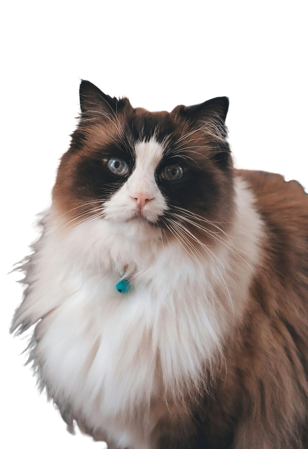 Cat 1