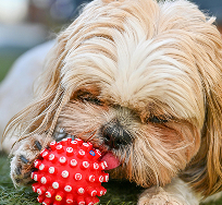 Dog Image