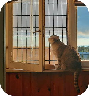 Cat 5