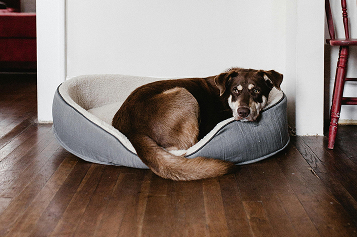 Dog Needs 2